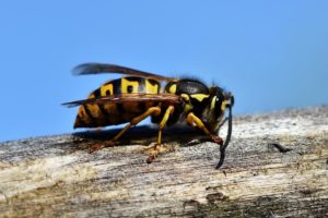 vespa-cassonetto